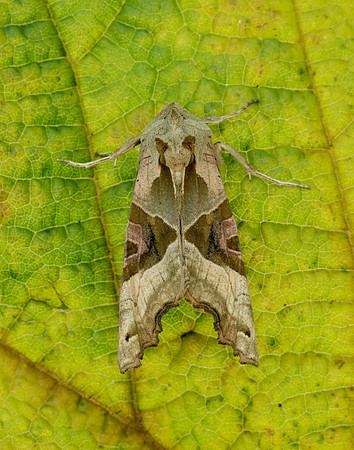 73.113 BF2306 Angle Shades Phlogophora meticulosa
