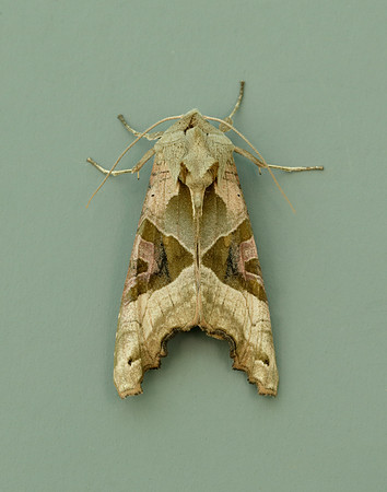 73.113 BF2306 Angle Shades Phlogophora meticulosa