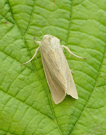 73.134 BF2375 Large Wainscot Rhizedra lutosa