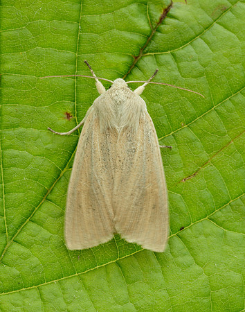 73.134 BF2375 Large Wainscot Rhizedra lutosa
