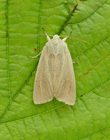 73.134 BF2375 Large Wainscot Rhizedra lutosa