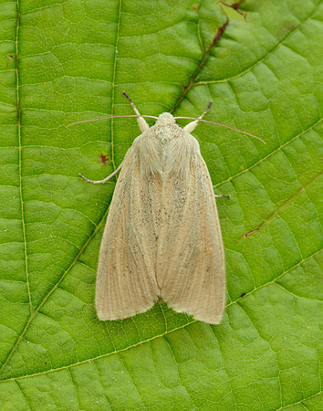 73.134 BF2375 Large Wainscot Rhizedra lutosa