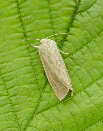 73.134 BF2375 Large Wainscot Rhizedra lutosa