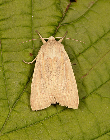 73.134 BF2375 Large Wainscot Rhizedra lutosa