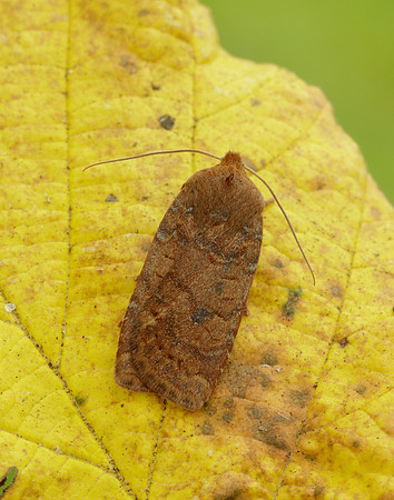 73.194 BF2258 Chestnut Conistra vaccinii