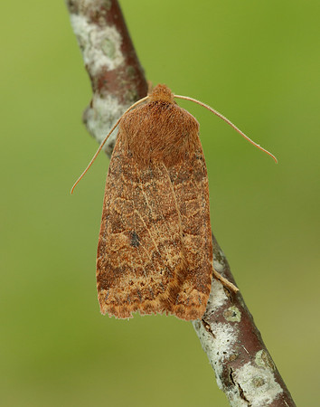 73.194 BF2258 Chestnut Conistra vaccinii
