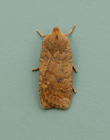 73.194 BF2258 Chestnut Conistra vaccinii