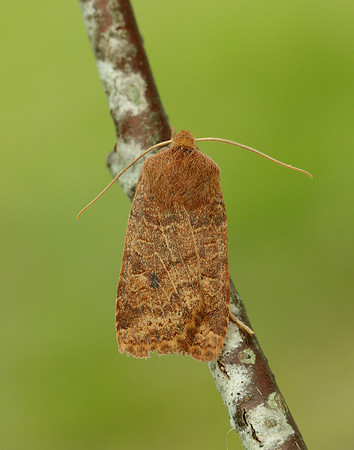 73.194 BF2258 Chestnut Conistra vaccinii