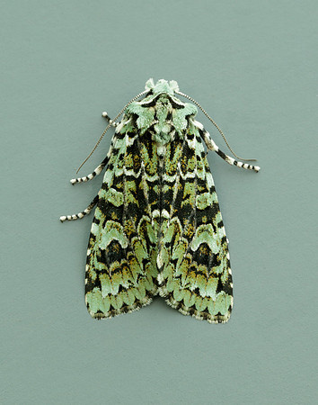 73.224 BF2247 Merveille du Jour Griposia aprilina