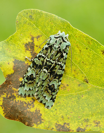 73.224 BF2247 Merveille du Jour Griposia aprilina