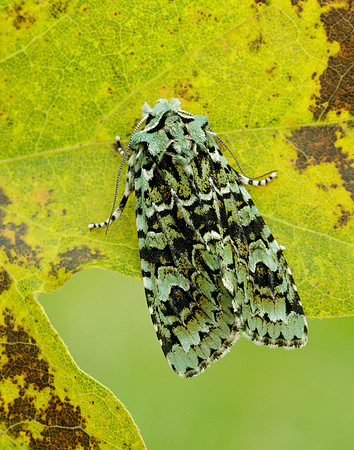 73.224 BF2247 Merveille du Jour Griposia aprilina