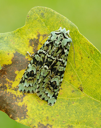 73.224 BF2247 Merveille du Jour Griposia aprilina