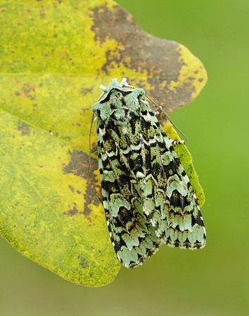 73.224 BF2247 Merveille du Jour Griposia aprilina