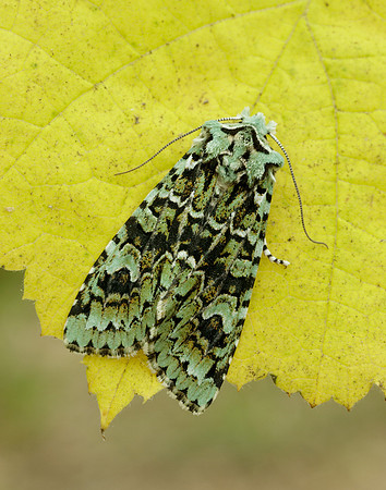 73.224 BF2247 Merveille du Jour Griposia aprilina