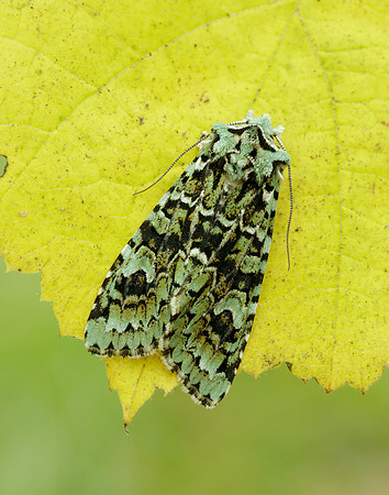 73.224 BF2247 Merveille du Jour Griposia aprilina