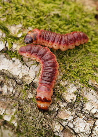 50.001 BF162 Goat Moth Cossus cossus