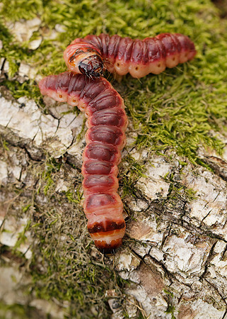 50.001 BF162 Goat Moth Cossus cossus