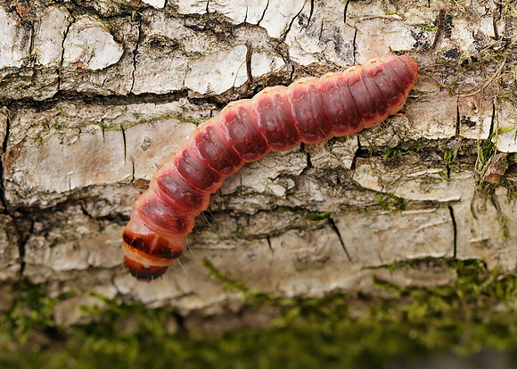 50.001 BF162 Goat Moth Cossus cossus