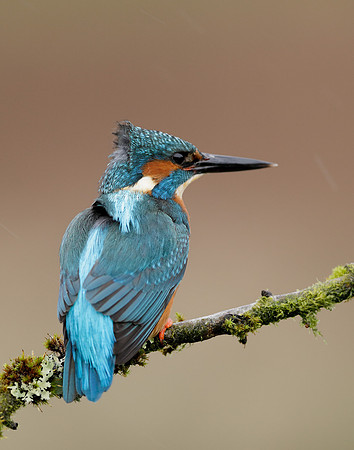 Kingfisher Alcedo atthis
