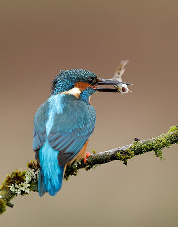 Kingfisher Alcedo atthis
