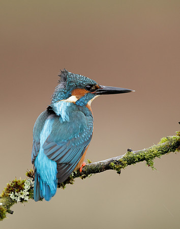 Kingfisher Alcedo atthis