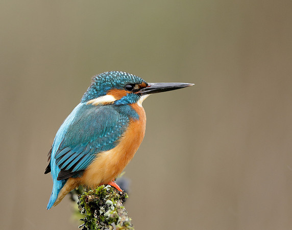 Kingfisher Alcedo atthis