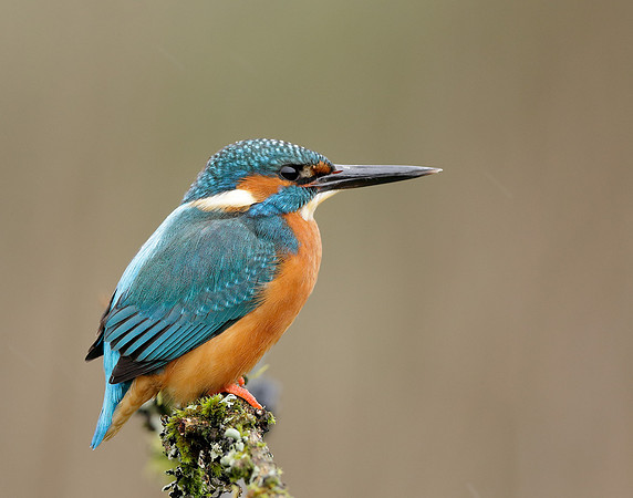 Kingfisher Alcedo atthis