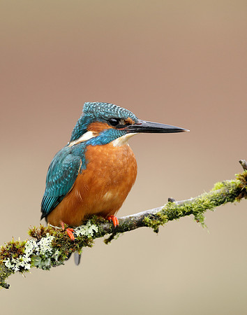Kingfisher Alcedo atthis