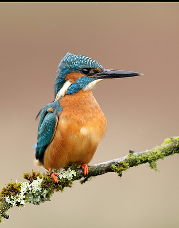 Kingfisher Alcedo atthis