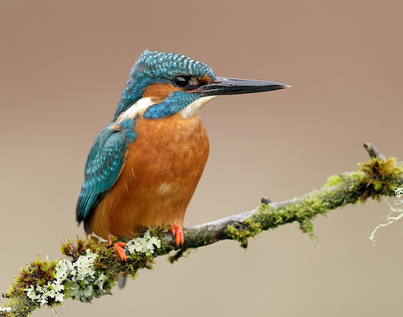 Kingfisher Alcedo atthis