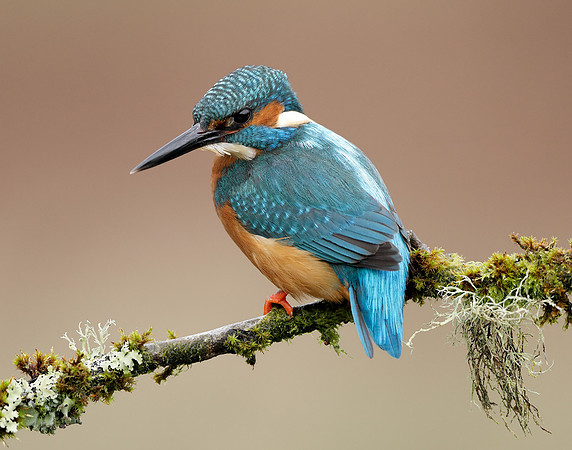 Kingfisher Alcedo atthis