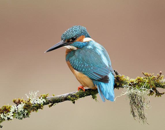 Kingfisher Alcedo atthis
