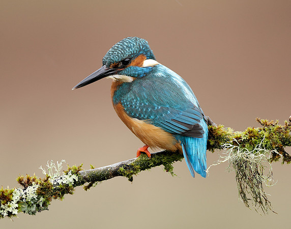 Kingfisher Alcedo atthis