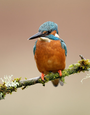 Kingfisher Alcedo atthis
