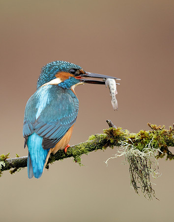 Kingfisher Alcedo atthis