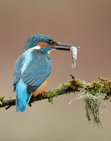 Kingfisher Alcedo atthis