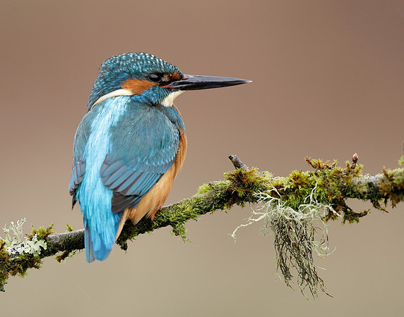 Kingfisher Alcedo atthis