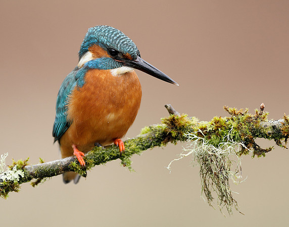 Kingfisher Alcedo atthis