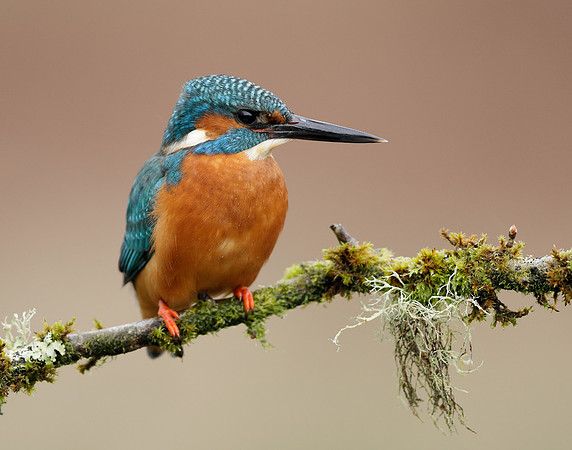 Kingfisher Alcedo atthis