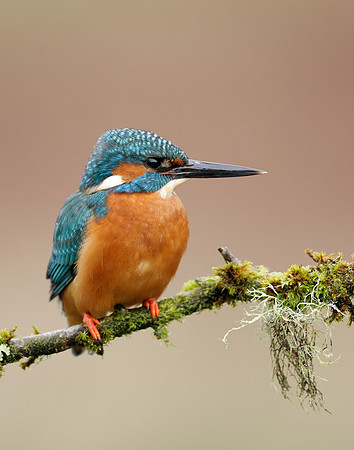Kingfisher Alcedo atthis