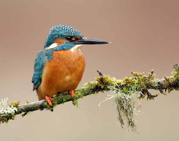 Kingfisher Alcedo atthis