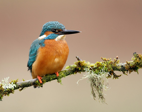 Kingfisher Alcedo atthis