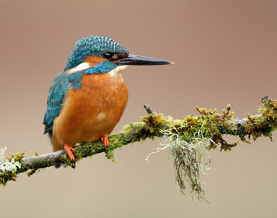 Kingfisher Alcedo atthis