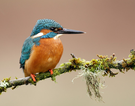 Kingfisher Alcedo atthis