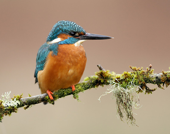 Kingfisher Alcedo atthis