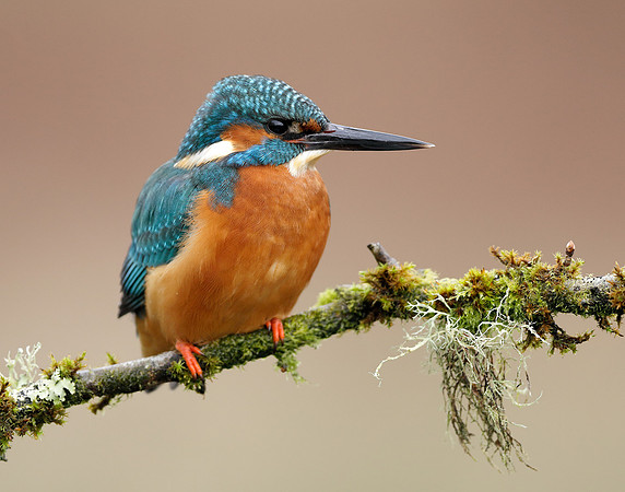 Kingfisher Alcedo atthis