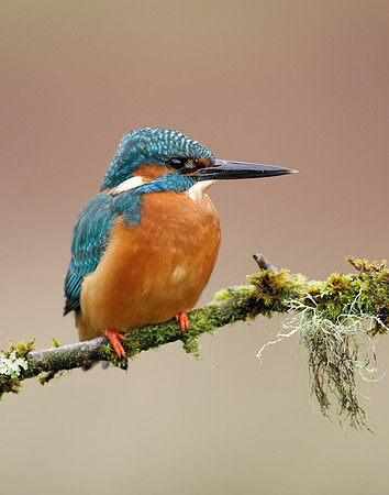 Kingfisher Alcedo atthis
