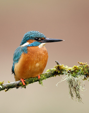 Kingfisher Alcedo atthis