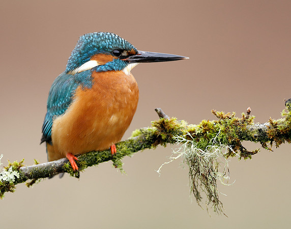 Kingfisher Alcedo atthis