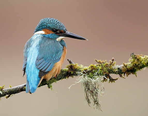 Kingfisher Alcedo atthis
